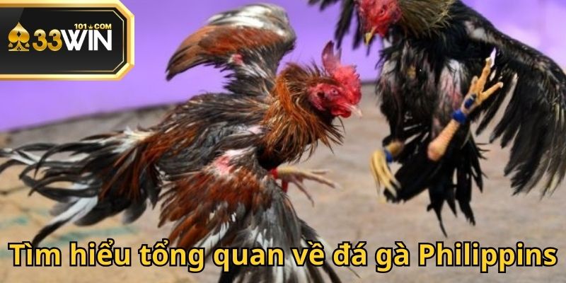 Đá gà Philippins là lựa chọn được nhiều người chơi đổi thưởng quan tâm