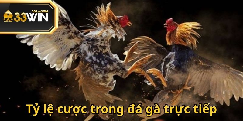 Quy định thi đấu đá gà tại 33WIN